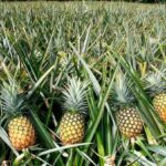 Diseases Affecting Pineapples!