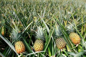 Diseases Affecting Pineapples!