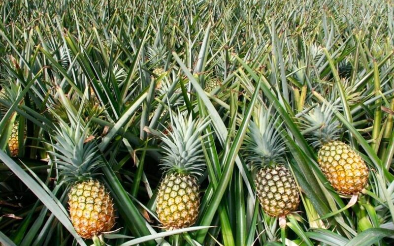 Diseases Affecting Pineapples!