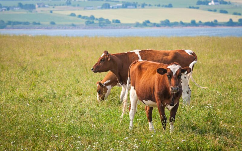 Lumpy Skin Disease Dairy Cattle