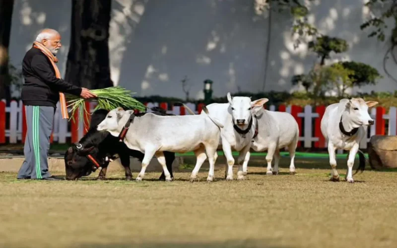 Punganur Dwarf Cows Punganur Dwarf Cattle for Optimal Milk Production