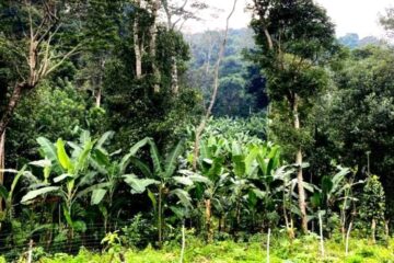 Hill Banana Cultivation!