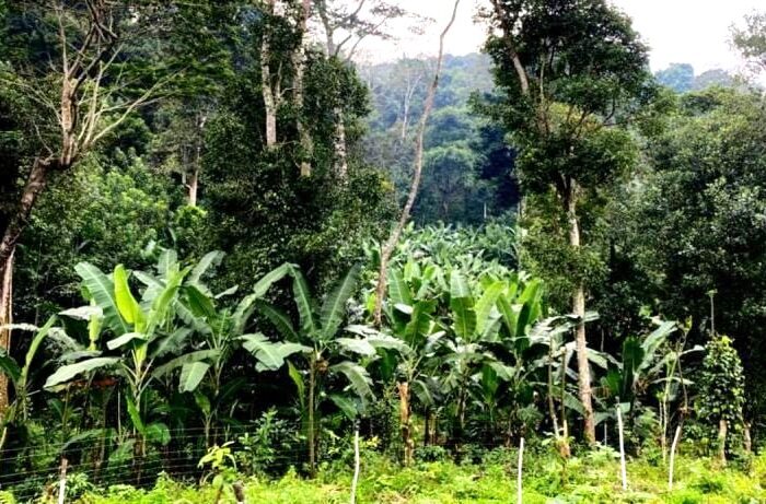 Hill Banana Cultivation!