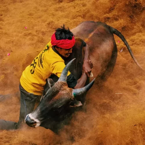 ஜல்லிக்கட்டும் காளைகள் வளர்ப்பும்!