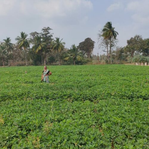 இயற்கை வேளாண்மை முறையில் நிலக்கடலை சாகுபடி!